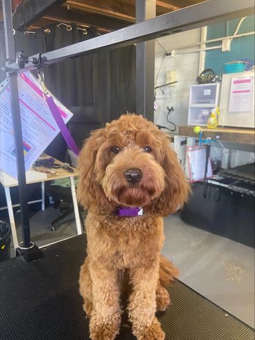 Dog Grooming Salon and International Training Centre
Dog Groomer X
Dog Grooming Salon and Internatio