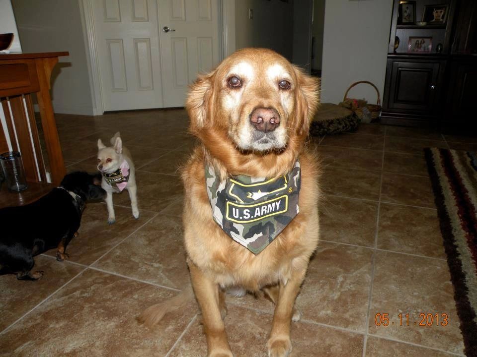 Bark & Purr Pet Grooming