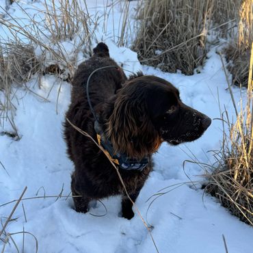 A black and brown dog stands in the snow among dry grass.