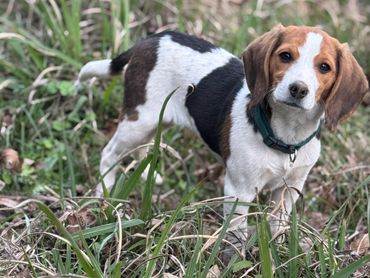 A curious beagle stands in the grass looking at the camera.