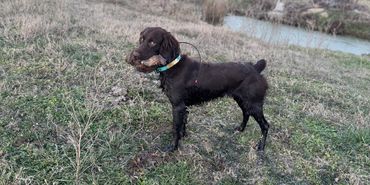 Black dog standing on grass near a small water body.