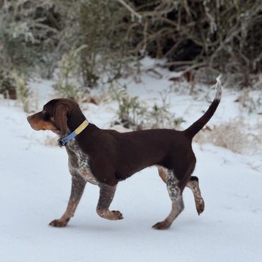 A brown and white dog walking in the snow.