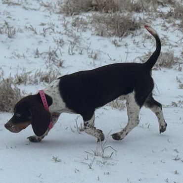 A small black and white puppy with a pink collar walking on snow.