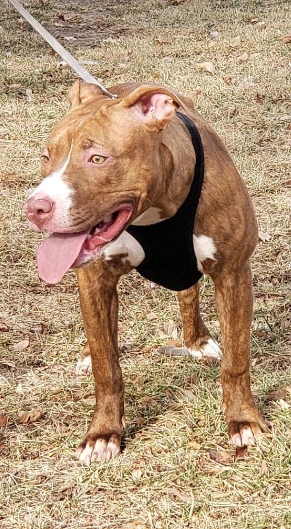 Photo gallery Yellow Brick Road Kennels