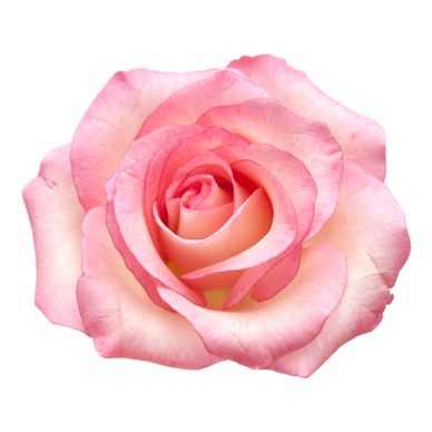 A single rose bloom.