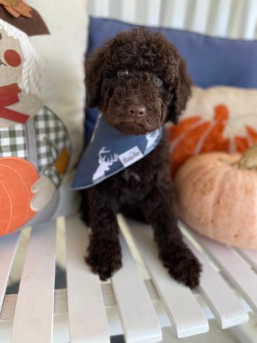 Chocolate Goldendoodle 
Brown Goldendoodle 
Curly Goldendoodle
Wavy Goldendoodle 