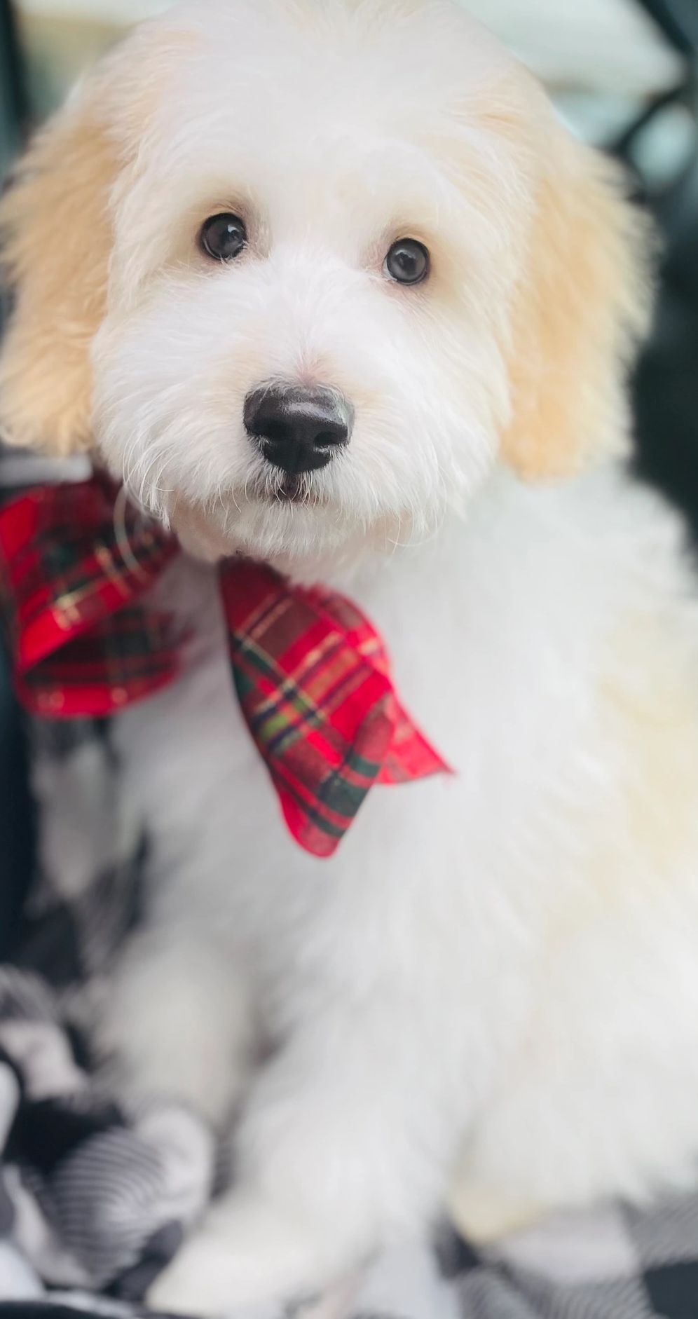 English cream parti mini Goldendoodle 