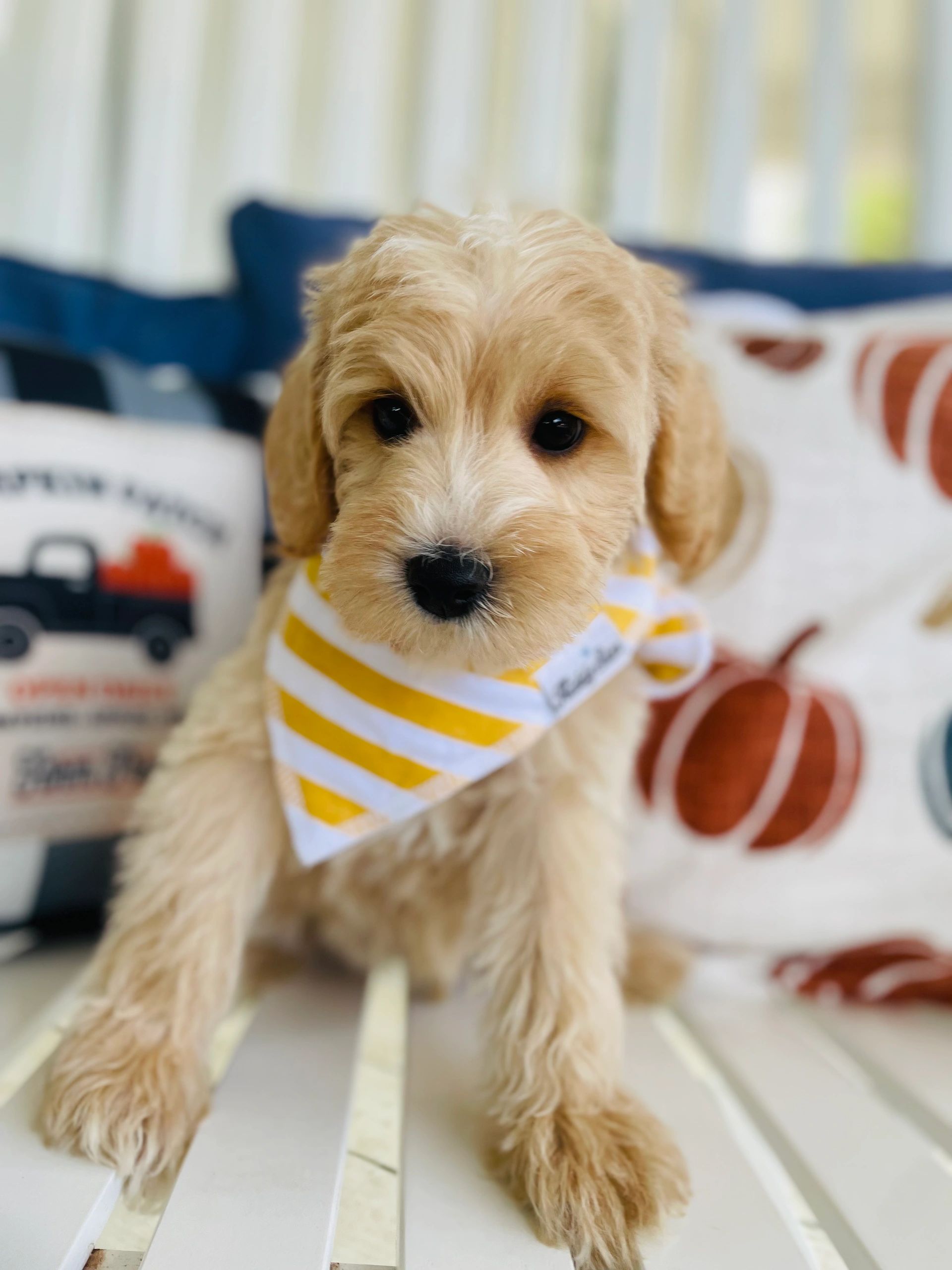 Apricot mini Schnoodle 