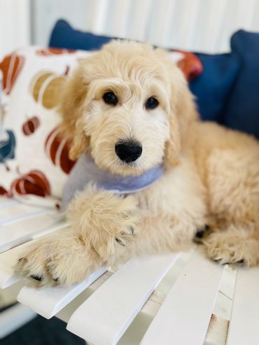 English cream Goldendoodle 