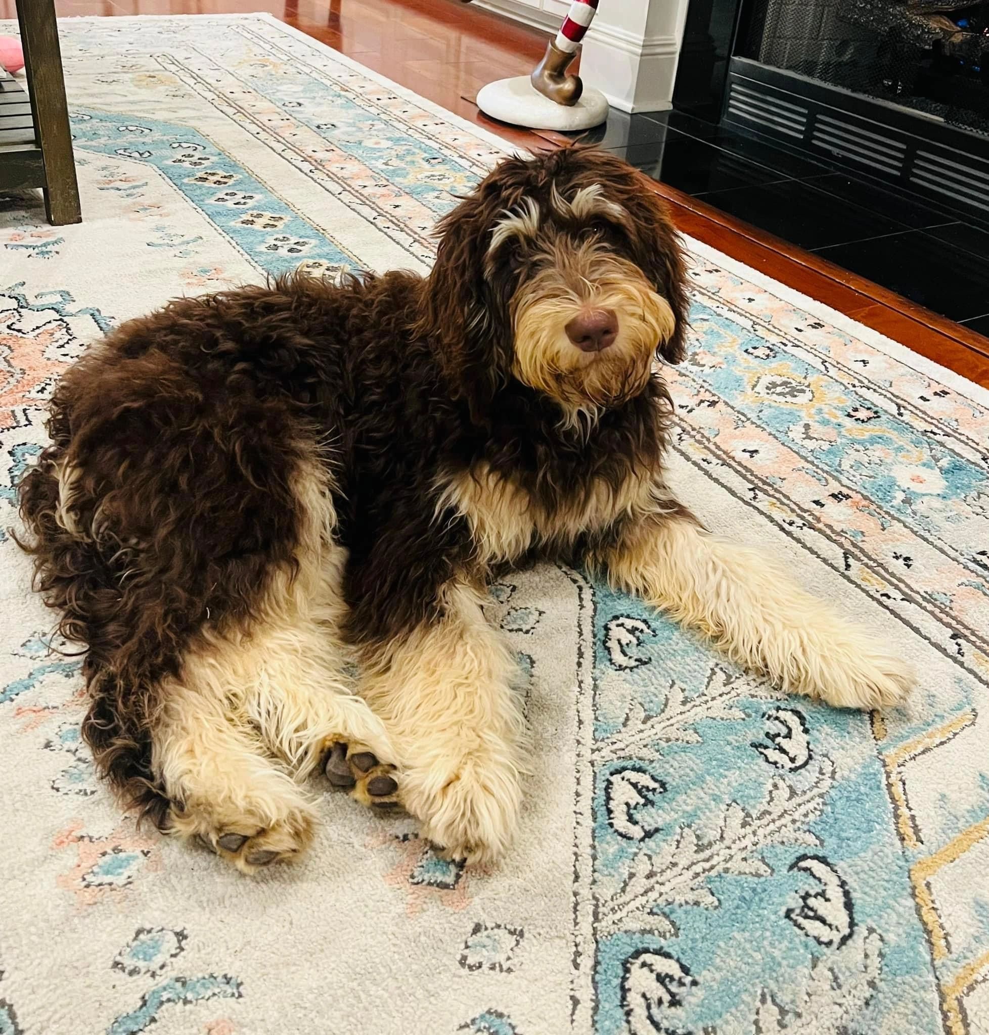 Brown chocolate tan phantom Goldendoodle 