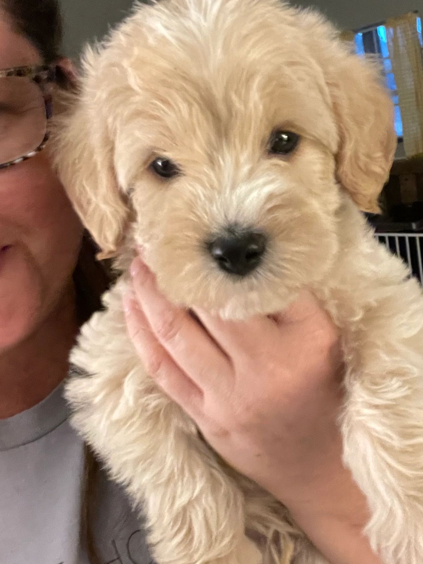 Apricot Mini Schnoodle