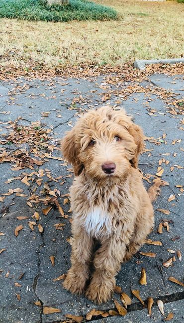 Red Goldendoodle 