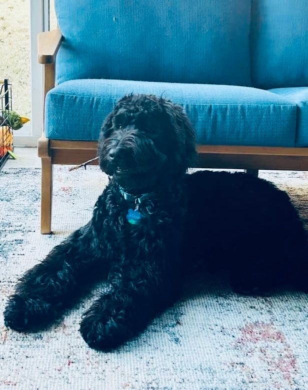 Black Goldendoodle 