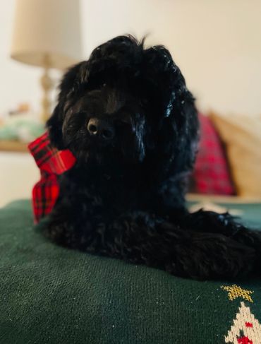 Black Goldendoodle 