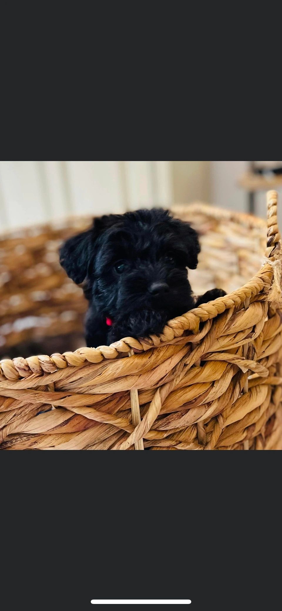 Black Mini Schnoodle 