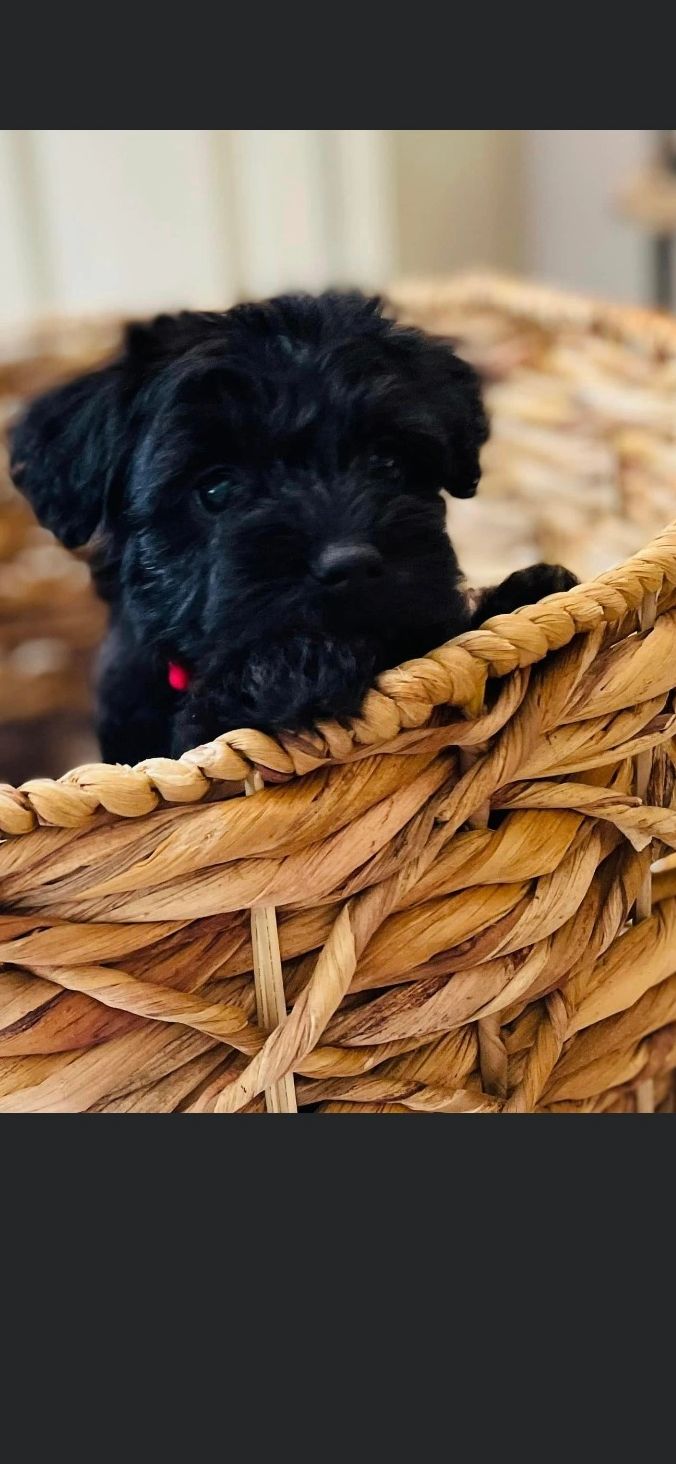 Black Mini Schnoodle 