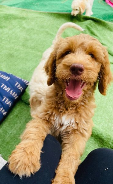 Red Goldendoodle 