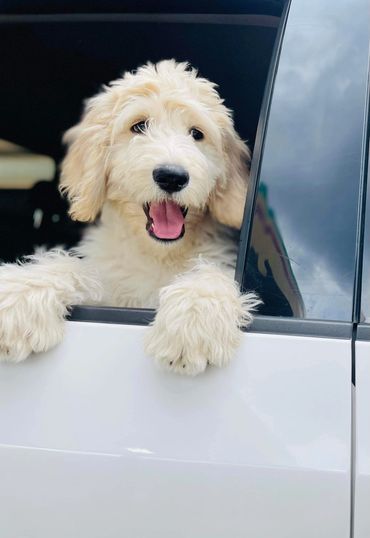 English cream Goldendoodle 