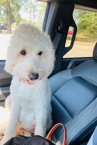 English cream white Goldendoodle 