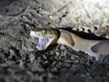 a snake with mouth open