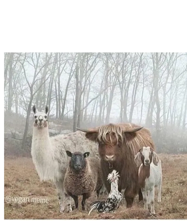 A llama, sheep, cow, goat, and chicken stand together in a foggy field.