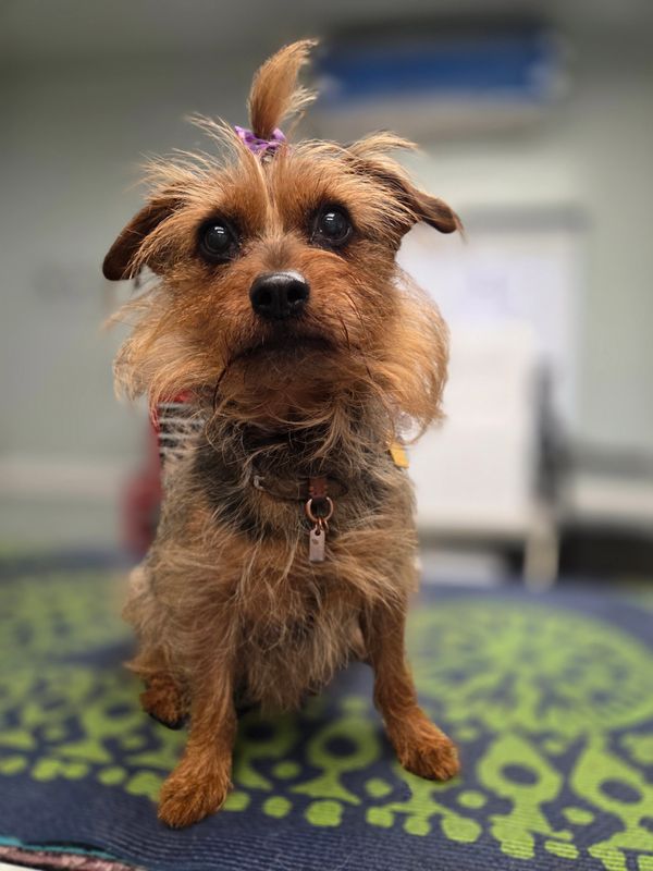 Small scruffy dog with a topknot sitting attentively indoors.