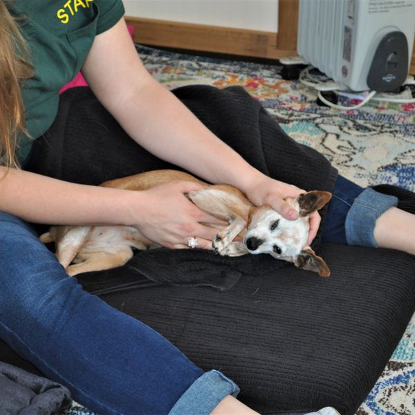 Person gently cuddling a small dog on a cushion indoors.