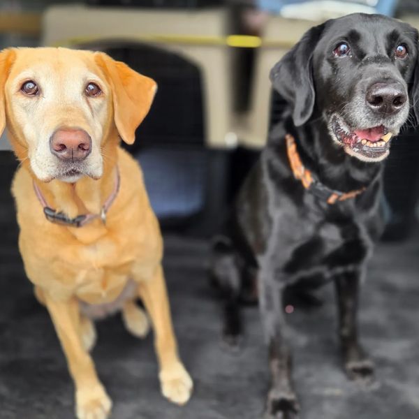 Two Labrador Retrievers, one yellow and one black, sitting side by side indoors.
