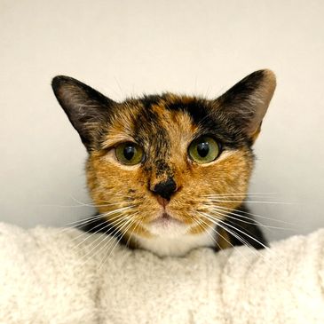 Close-up of a calico cat with green eyes resting on a soft white surface.