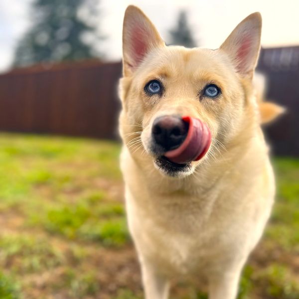 A dog with blue eyes licking its nose outdoors.