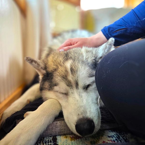 A husky peacefully sleeping with a person gently petting its head.