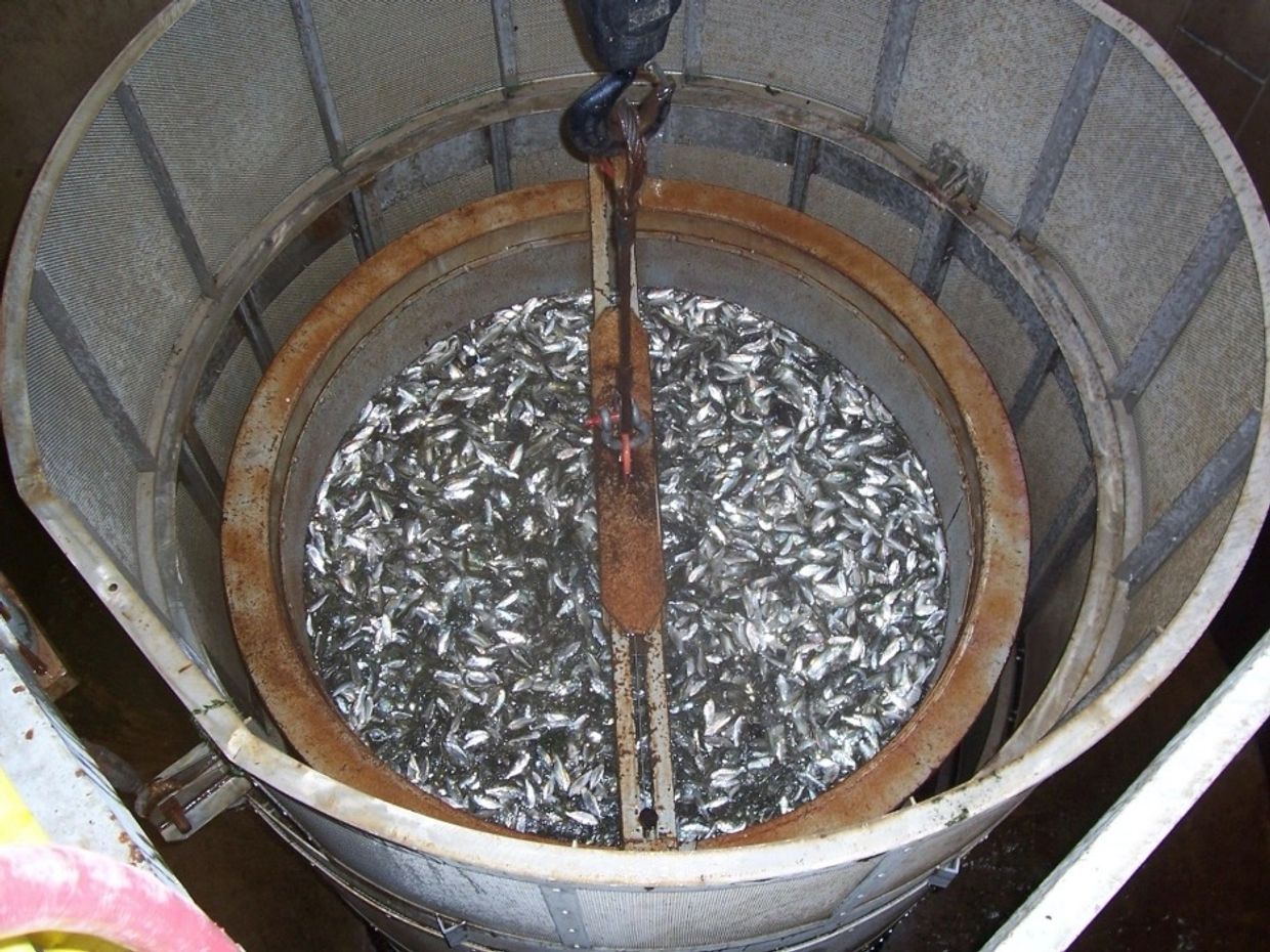 Fish in the Delta pumps