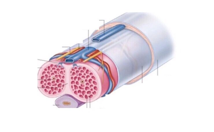 زراعة دعامات القضيب مع الحفاظ على الجسم الكهفي . ما هو الجسم الكهفي زراعة دعامات الذكر في الاردن زراعة دعامة الذكر في السعودية  زراعة دعامات القضيب مع الحفاظ على الجسم الكهفي . ما هو الجسم الكهفي زراعة دعامات الذكر في الاردن زراعة دعامة الذكر في السعودية