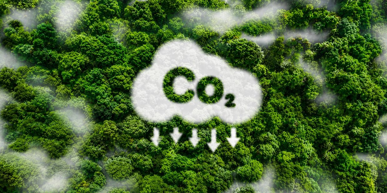 A CO2 cloud above a green forest symbolizes carbon absorption.