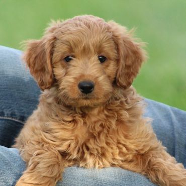 Miniature Goldendoodle Puppies for sale, Mini Goldendoodle Puppies for sale, Mini Goldendoodle