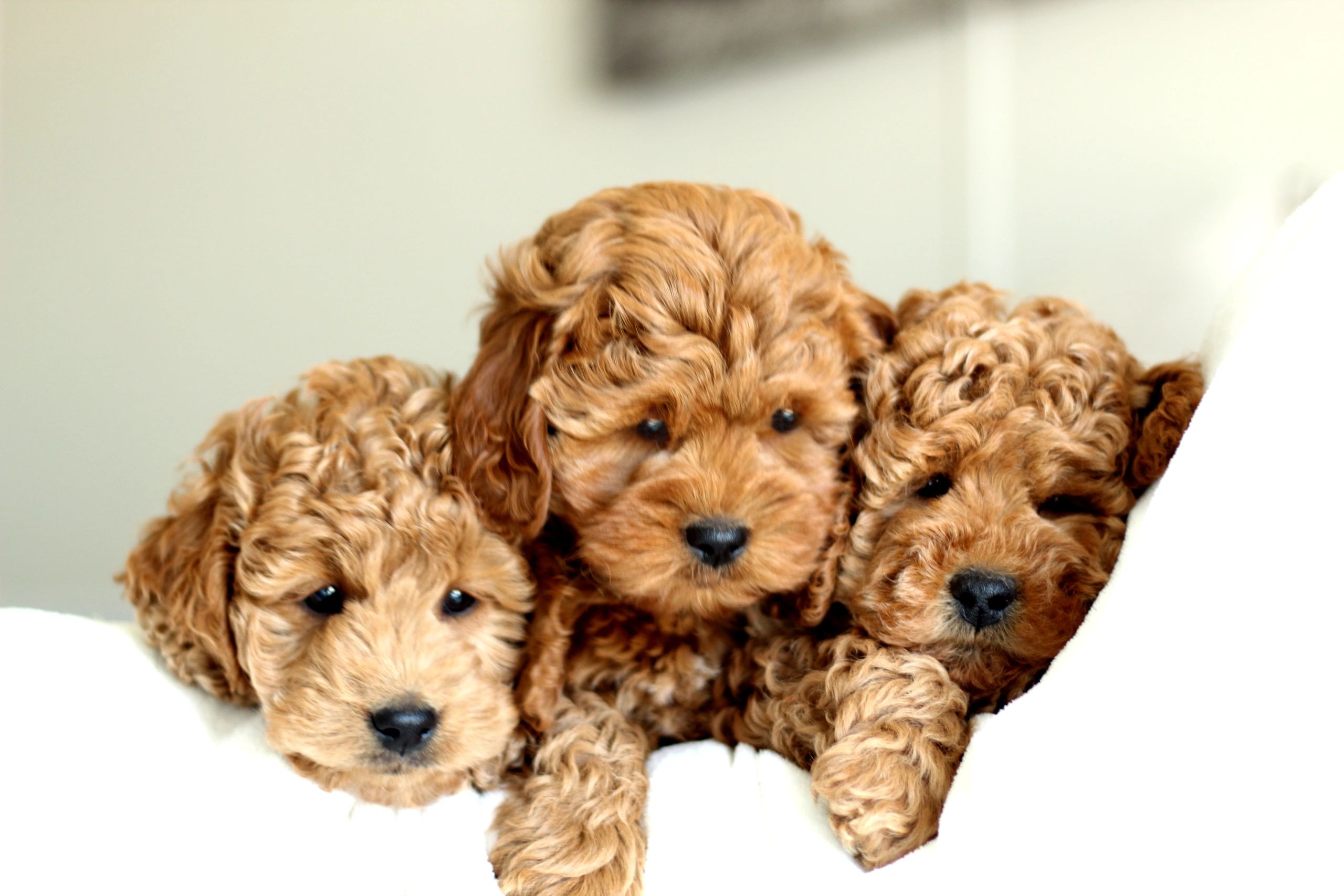 Golden River Puppies Miniature Goldendoodle Puppies for Sale