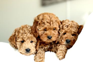 Miniature Goldendoodle Puppies for sale, Mini Goldendoodle Puppies for sale, Mini Goldendoodle