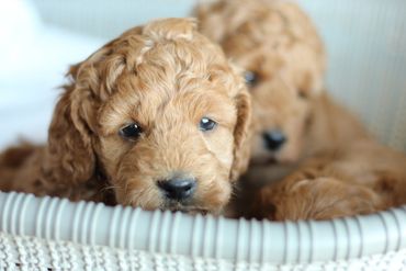 Miniature Goldendoodle Puppies for sale, Mini Goldendoodle Puppies for sale, Mini Goldendoodle