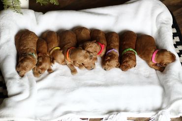 Miniature Goldendoodle Puppies for sale, Mini Goldendoodle Puppies for sale, Mini Goldendoodle