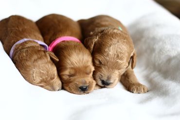 Miniature Goldendoodle Puppies for sale, Mini Goldendoodle Puppies for sale, Mini Goldendoodle