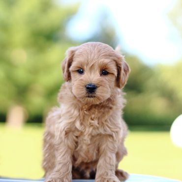 Miniature Goldendoodle Puppies for sale, Mini Goldendoodle Puppies for sale, Mini Goldendoodle