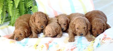 Miniature Goldendoodle Puppies for sale, Mini Goldendoodle Puppies for sale, Mini Goldendoodle