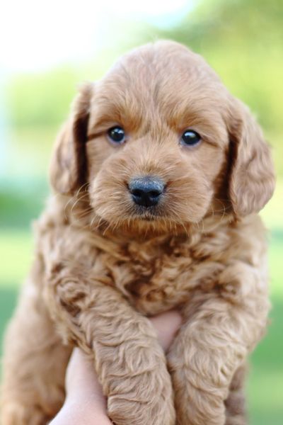 Miniature Goldendoodle Puppies for sale, Miniature  Goldendoodle, F1b Miniature Goldendoodle