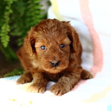 Miniature Goldendoodle Puppies for sale, Mini Goldendoodle Puppies for sale, Mini Goldendoodle