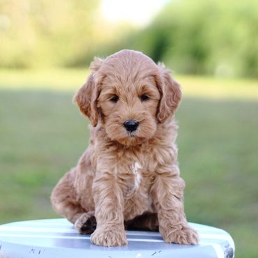 Miniature Goldendoodle Puppies for sale, Mini Goldendoodle Puppies for sale, Mini Goldendoodle