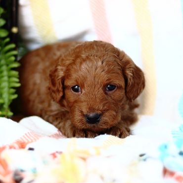 Miniature Goldendoodle Puppies for sale, Mini Goldendoodle Puppies for sale, Mini Goldendoodle