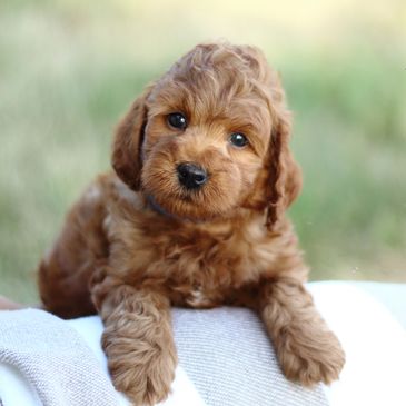 Miniature Goldendoodle Puppies for sale, Miniature  Goldendoodle, F1b Miniature Goldendoodle