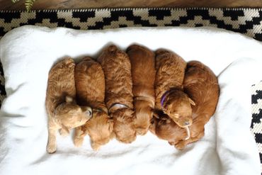Miniature Goldendoodle Puppies for sale, Mini Goldendoodle Puppies for sale, Mini Goldendoodle