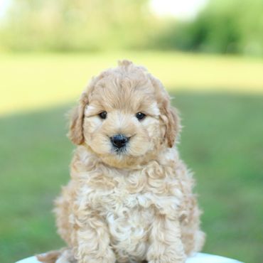 Miniature Goldendoodle Puppies for sale, Mini Goldendoodle Puppies for sale, Mini Goldendoodle