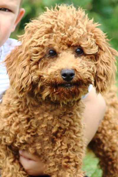 Miniature Goldendoodle Puppies for sale, Miniature  Goldendoodle, F1b Miniature Goldendoodle